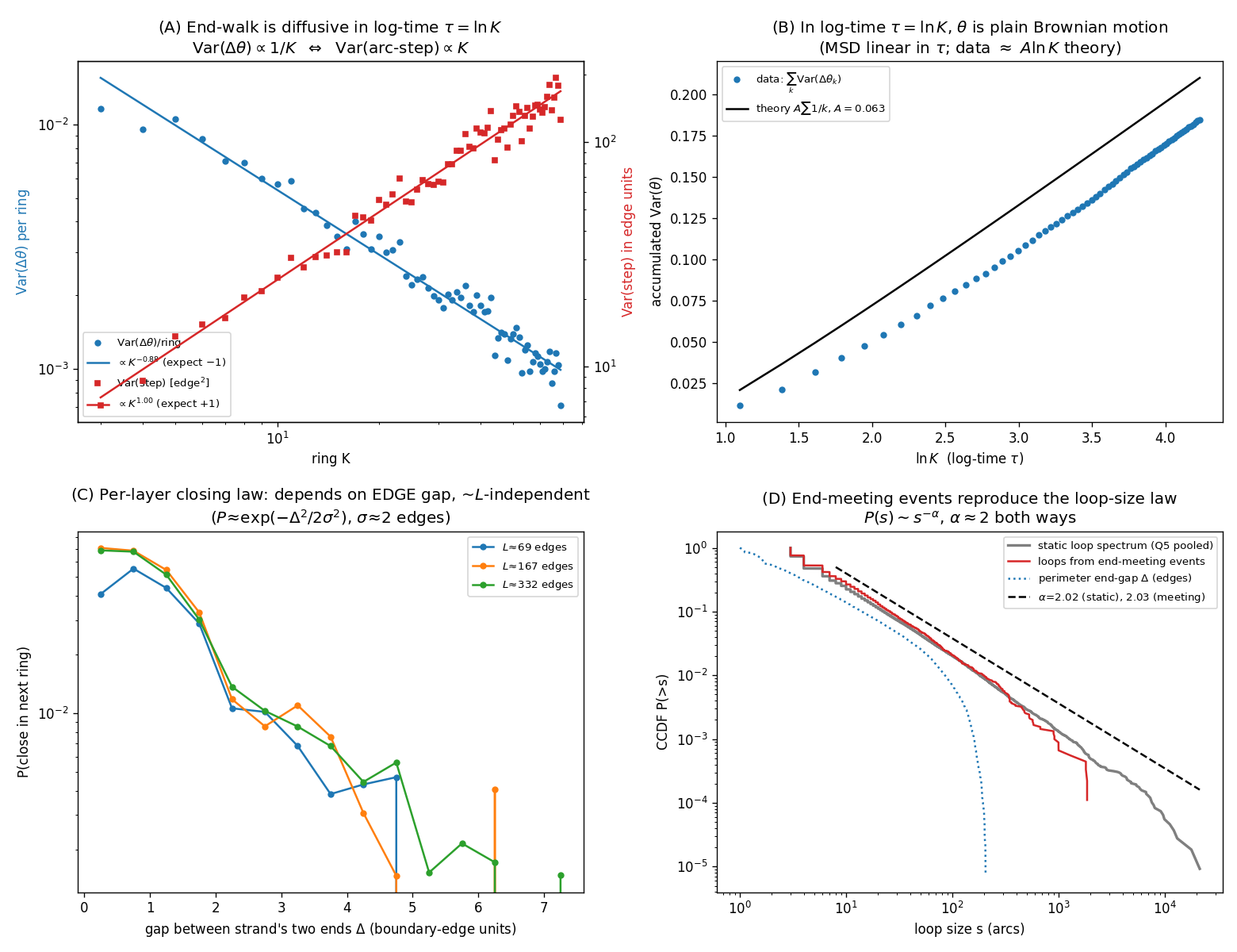 Four-panel figure: (A) end-position variance linear in log K; (B) gap distribution power law; (C) closing law exp(−Δ²/2σ²); (D) α comparison from end-meeting vs direct loop measurement